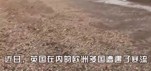 遭風暴襲擊 海灘上數百萬只海星龍蝦尸骸遍地【視頻】