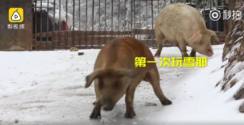 南方的豬第一次看見(jiàn)雪樂(lè)瘋了！二師兄組團(tuán)花式滑冰搞笑視頻