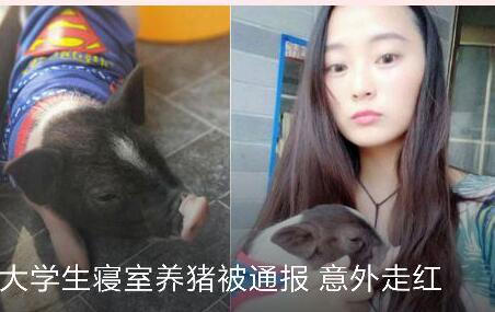 女大學生寢室養豬被通報意外走紅 稱不準養貓養狗才養的豬