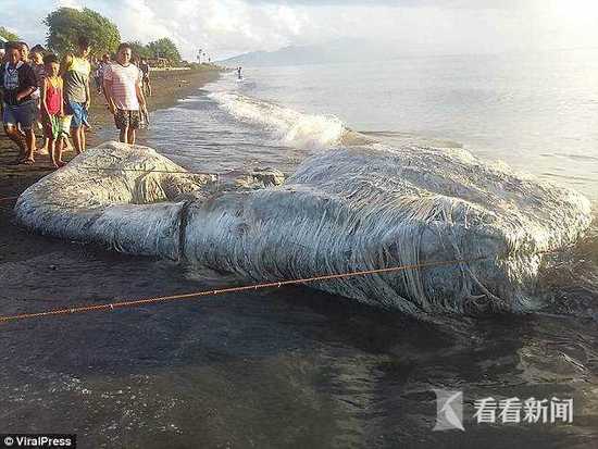 海灘現巨型長毛“海怪”尸體氣味奇特 居民恐慌稱不祥預兆