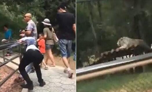 北京大興野生動物園游客拿石頭猛砸老虎 同行女子：拿大石頭砸