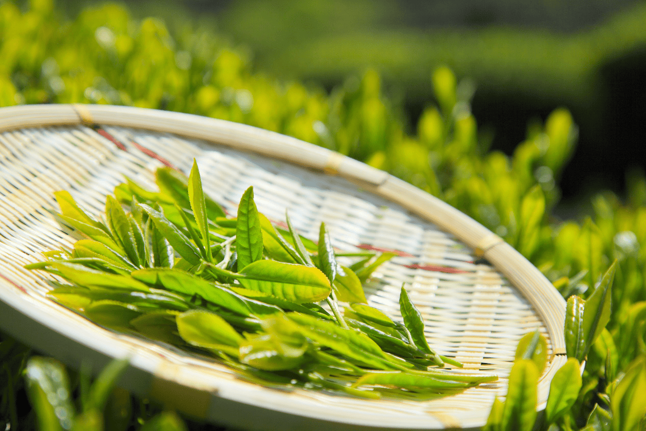 鮮嫩上市|東方寶石綠茶系列，喚醒活力青春