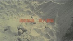 預(yù)告片