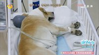 神犬小七 TV版 《神犬小七》37集預告片