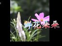 鮮花朵朵