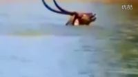 【一點資訊】動物世界的生死瞬間，獅子也學會了鬣狗掏肛技能，在水牛身上實操