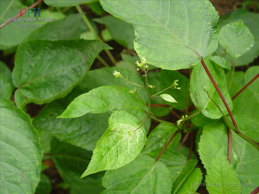 http://www.omega3-ala.com/pics/default/download/08d6c7a66737f0081cba7e5d2e264399.jpg