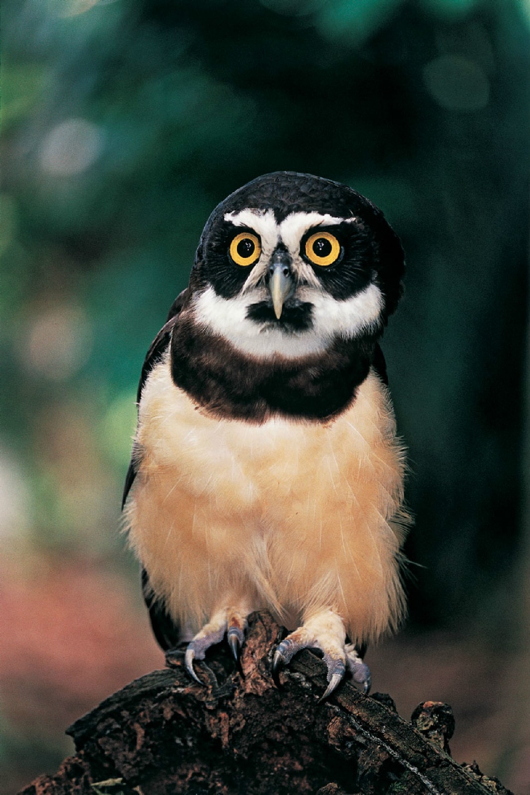 http://www.omega3-ala.com/pics/default/download/0ad29e987e5724ef321be1c39cc2bd0b.jpg