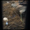 http://www.omega3-ala.com/pics/default/download/0bc9301c0560a0a48ec6422653a9aaf4.jpg
