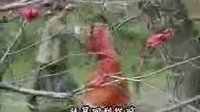 瓊瑤影視劇之[鬼丈夫 ] 從不後悔愛上你.f