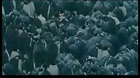 【南極帝企鵝】生命的堅守永不放棄  堅持 不拋棄不放棄