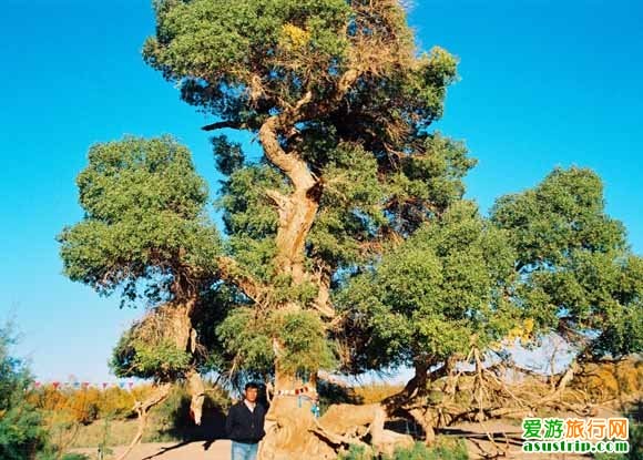 http://www.omega3-ala.com/pics/default/download/13e9f74fa5f7dac0fe0635f5ad29a887.jpg