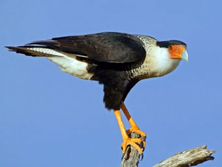 http://www.omega3-ala.com/pics/default/download/14d38bf3d2ce6e65068549de3e0a39df.jpg