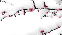 《怪俠一枝梅》臺(tái)前幕后的霍建華