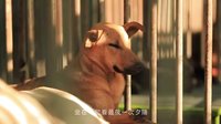 十二夜 臺灣先行版 (中文字幕)