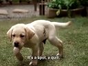 導盲犬小Q Quill: The Life of a Guide Dog 電影英文版預告片 2012