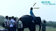 動物特輯