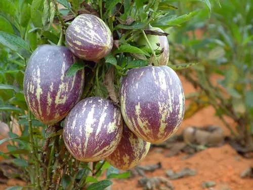 http://www.omega3-ala.com/pics/default/download/1ab002630144d1ad6307ae459d323e28.jpg