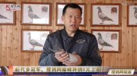 后代多冠軍，搜鴿網巔峰種鴿0元上拍！