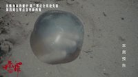 《十宗罪》本周預告 震驚！兇手用人體殘肢做琥珀？！