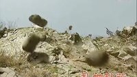 火燒裴元慶（吳京版）