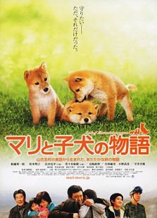 愛犬的奇跡