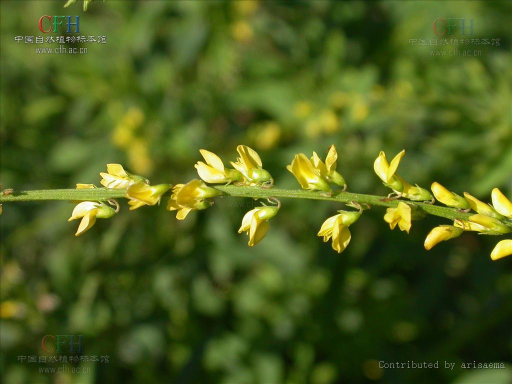 http://www.omega3-ala.com/pics/default/download/23549a921db586252276c0c0f24739f0.jpg