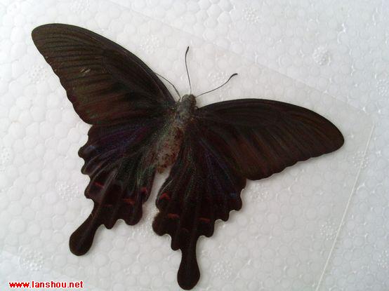 http://www.omega3-ala.com/pics/default/download/23bb4ec53a8c618a9ef0e86cf1f9079b.jpg