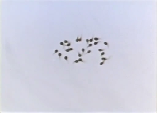 http://www.omega3-ala.com/pics/default/download/25ca0a620231eb020289f909ab75f112.jpg
