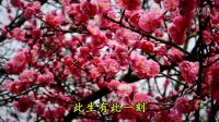當雪花愛上梅花