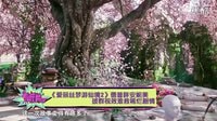《愛(ài)麗絲2》德普胖安妮美 拔群視效難救稀爛劇情