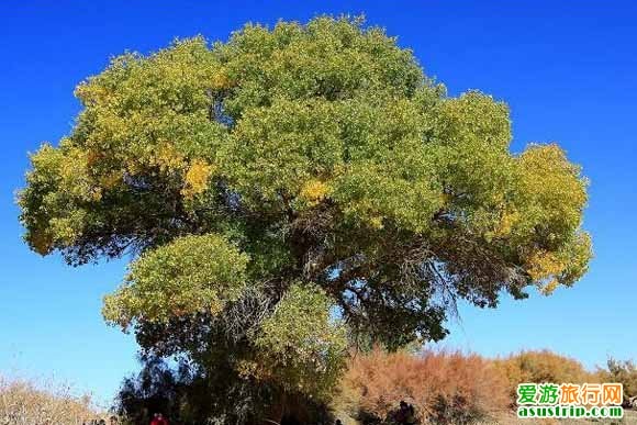 http://www.omega3-ala.com/pics/default/download/276f7315f4ea34ed293f7db7fc23c2ac.jpg