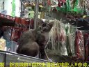 都市角落22：招財貓