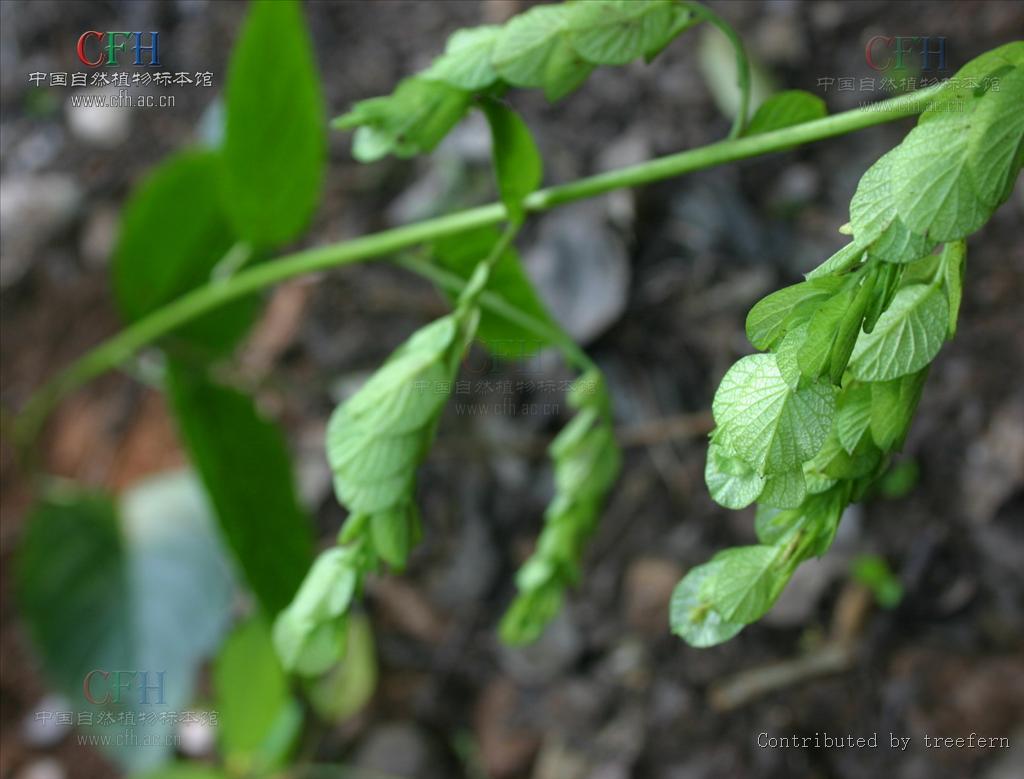 http://www.omega3-ala.com/pics/default/download/2a8861c6b1b95348d4bb1797cde73856.jpg