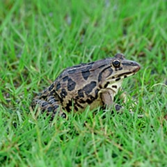 田雞