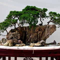 柯瑞克·科萊