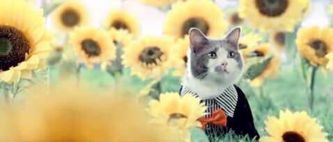 http://www.omega3-ala.com/pics/default/download/2d54096296751be06c7ed77ac5f75270.jpg