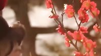 訪妙玉乞紅梅