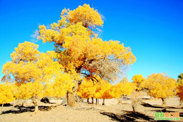http://www.omega3-ala.com/pics/default/download/3211ed2c2a613ec40dcba87993350a92.jpg