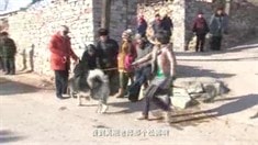 特輯之雙狗大戰(zhàn)