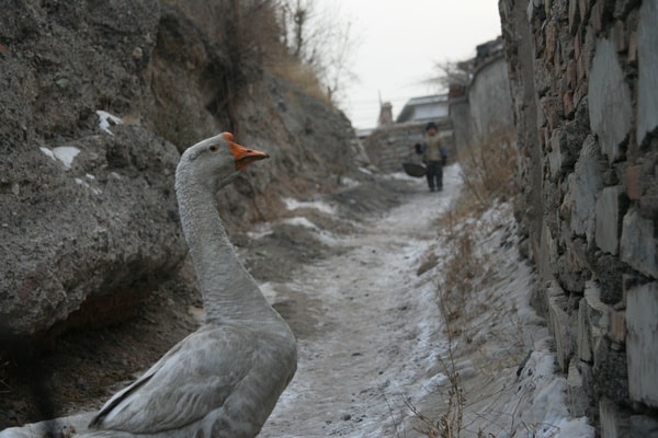 http://www.omega3-ala.com/pics/default/download/3370c37c50ee7dfada85b92b779b0992.jpg
