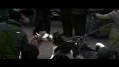 先行版預(yù)告片