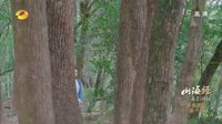 山海經之赤影傳說 TV版 《山海經之赤影傳說》心月狐自信boy打賭奪愛 蘇茉要移情別戀？！
