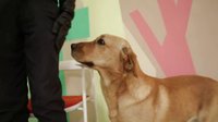 神犬小七 TV版 《神犬小七》曝花絮 明星犬演技驚艷挑戰行業新高度