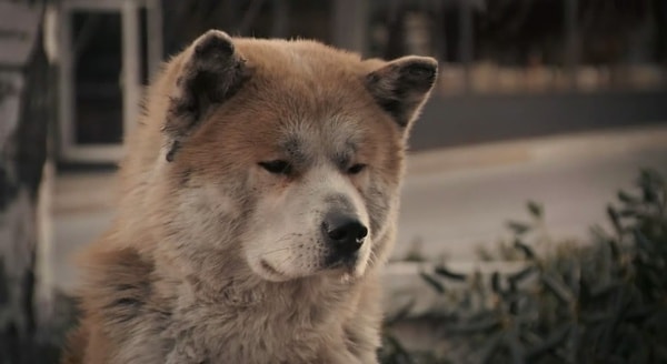 《忠犬八公的故事》劇照