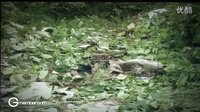 泰國三臺2012下半年新劇推介高清預(yù)告--《金盞花》（Por、Yaya）