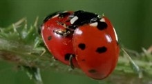 http://www.omega3-ala.com/pics/default/download/3ed049590387b127334e7aa9aa2ea3d9.jpg