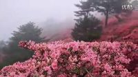 帶你去看杜鵑花----楊鈺瑩新歌----湖北麻城杜鵑花海_高清_mp4_640x480_極高質量