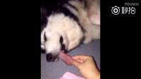 二哈在睡熟，主人拉扯舌頭，突然眼睛睜開，鏟屎的，你拉疼我了！[二哈]