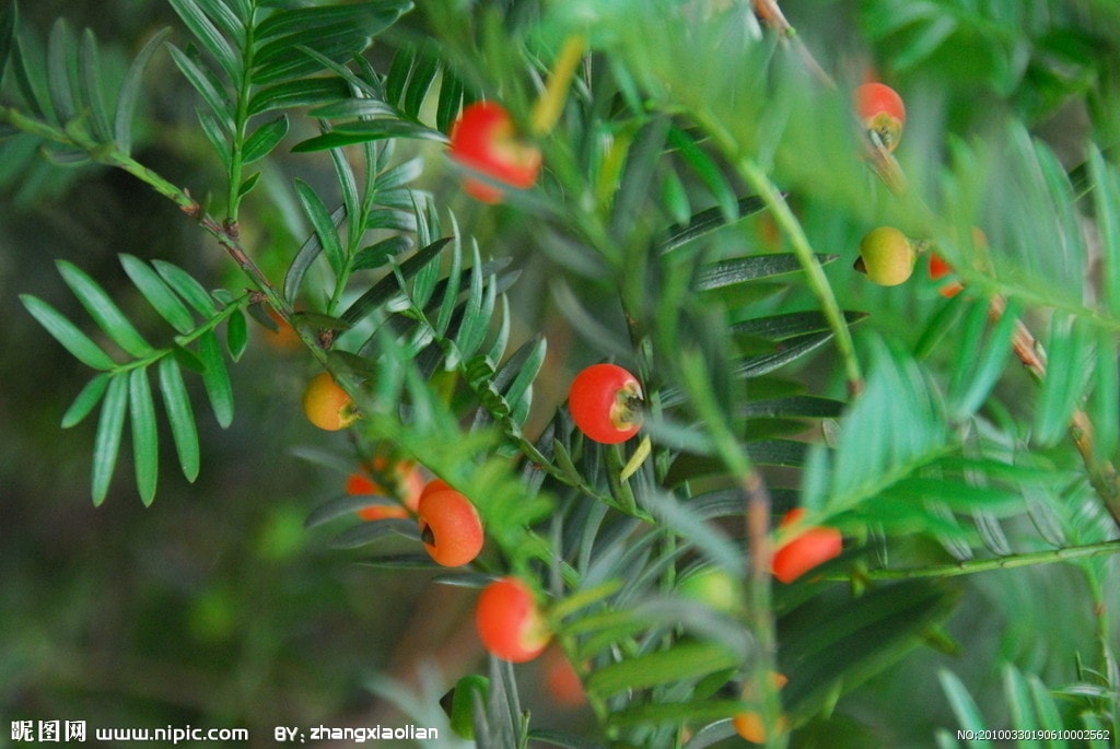 http://www.omega3-ala.com/pics/default/download/40fd9795c5679650b44d491fee8f8cc2.jpg